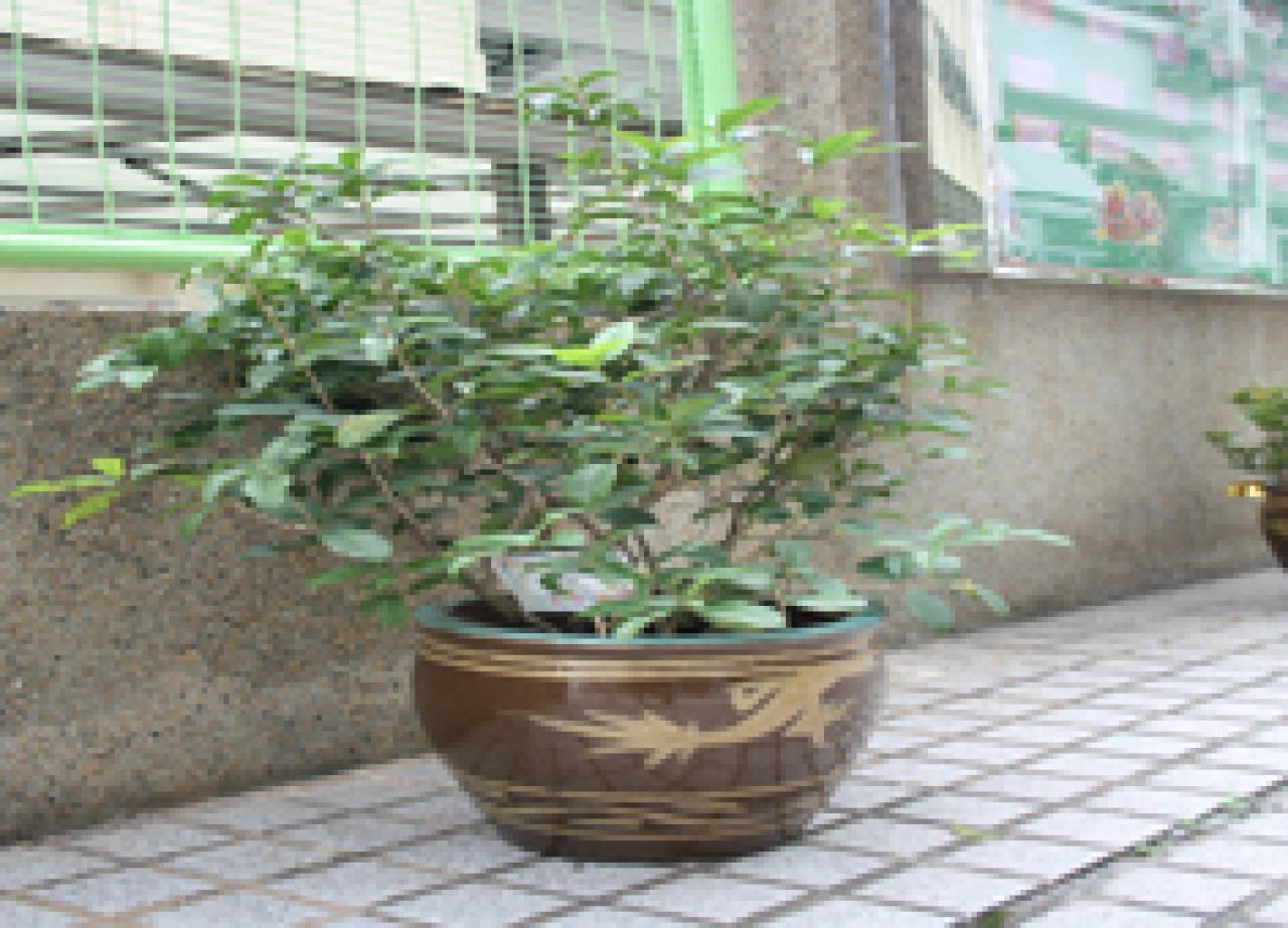 桂花