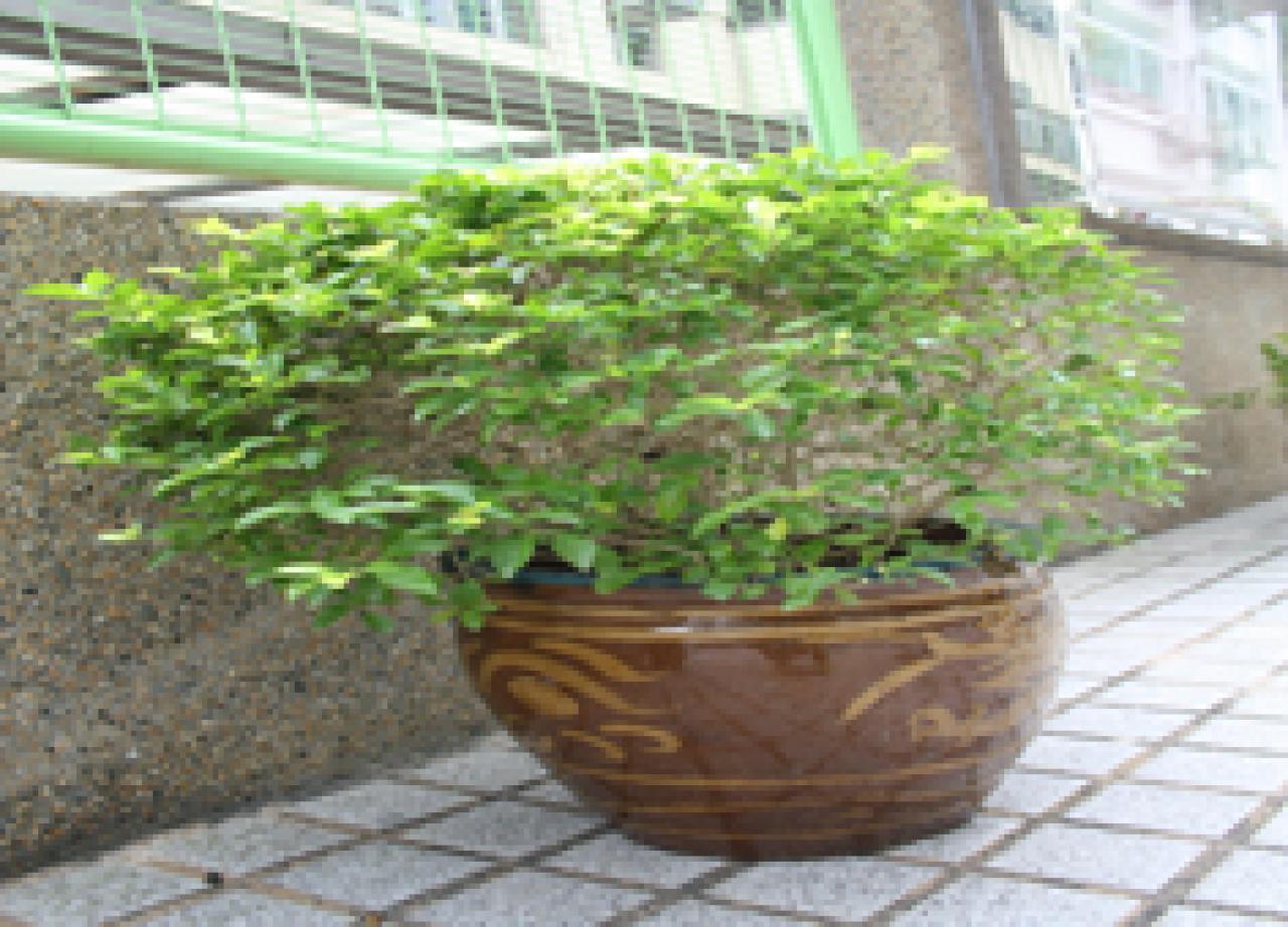 米仔蘭