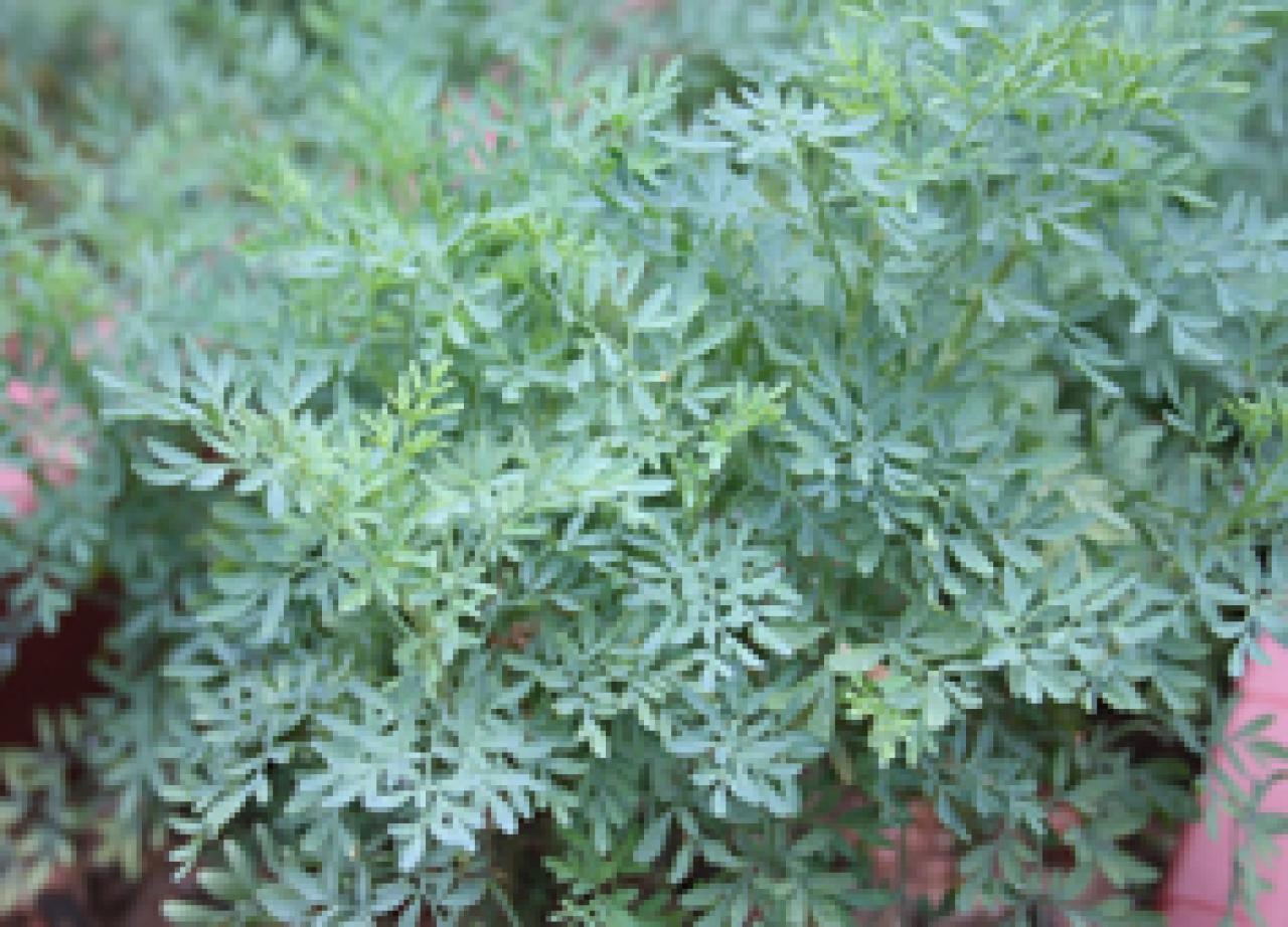 臭草