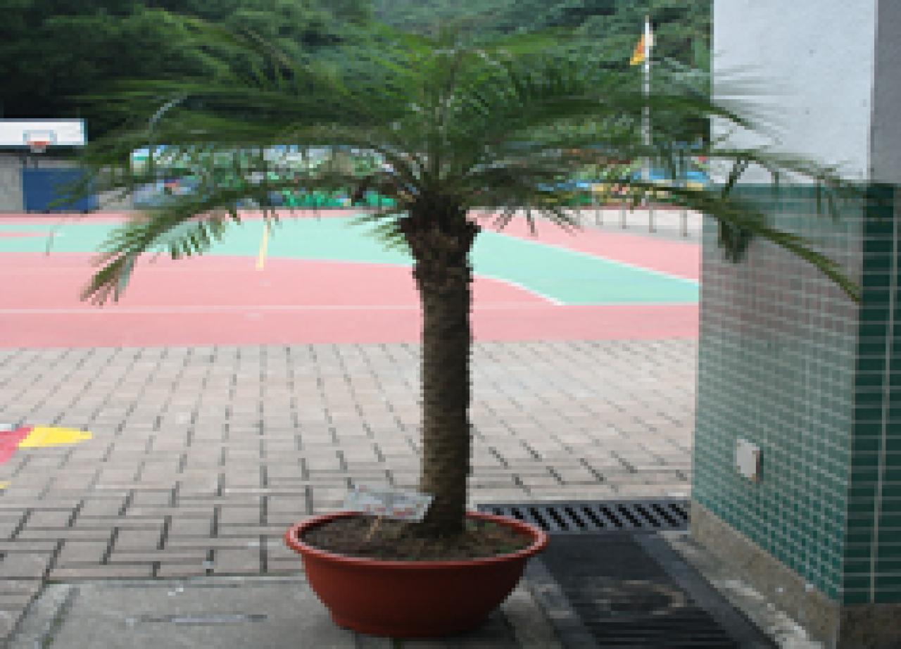 金山葵